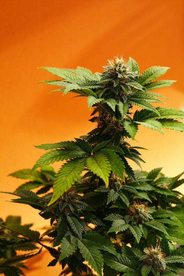 Découvrir du cbd pas cher et de qualité française